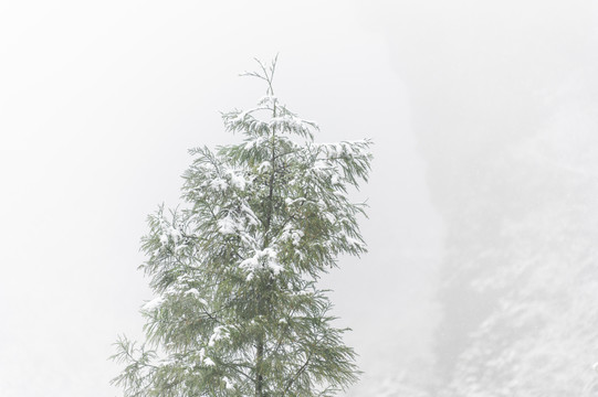 寒冷天气树木枝头积雪覆