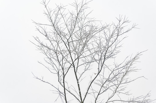 寒冷天气树木枝头积雪覆