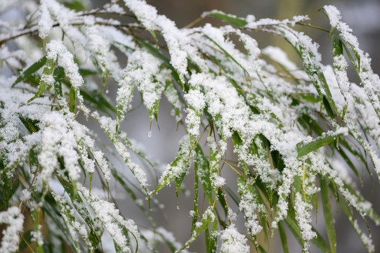 白雪覆盖森林树木枝头雪景