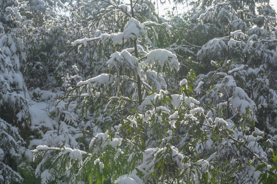 白雪覆盖森林树木枝头雪景