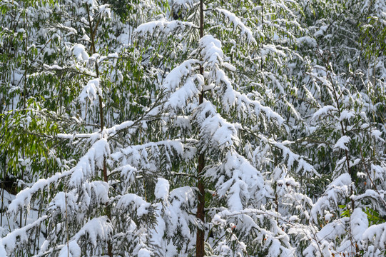 白雪覆盖森林树木枝头雪景