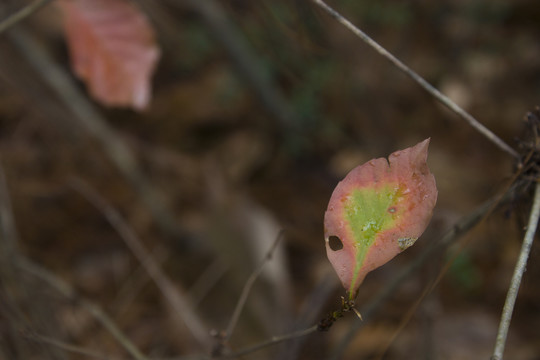 枹栎