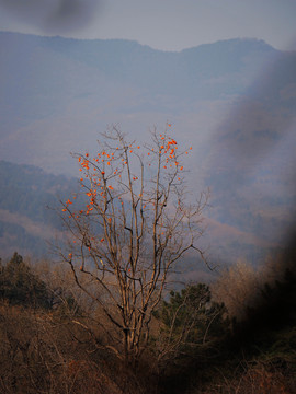 北京植物园秋色