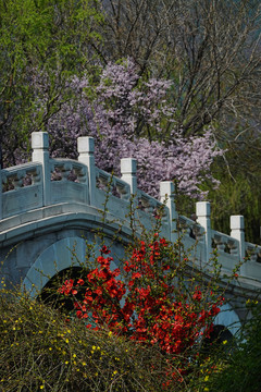 北京植物园春天