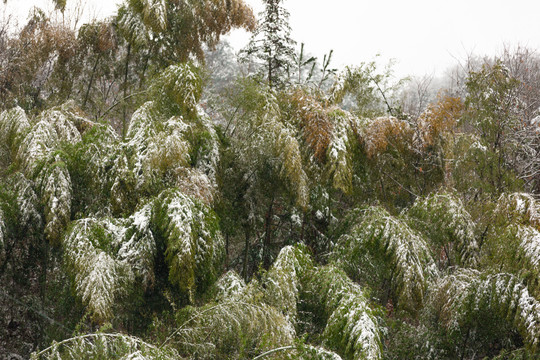雪景植物