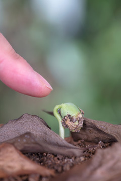 手指着土壤里长出的嫩芽