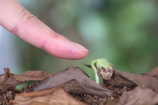 手指着土壤里长出的嫩芽