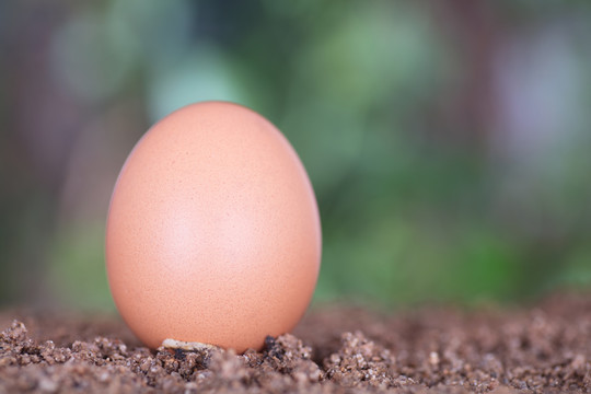 土壤上一枚鸡蛋