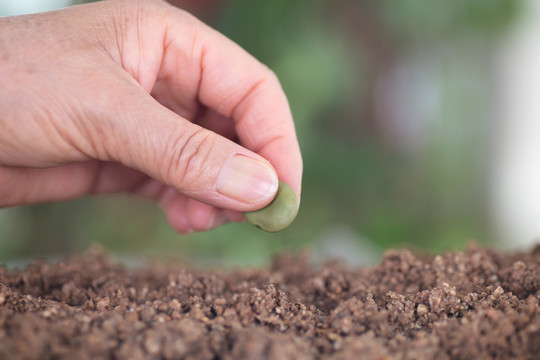 一粒蚕豆种在土壤里特写