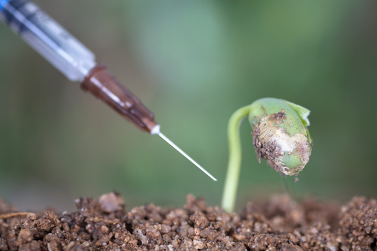 手拿针管准备给绿芽打针