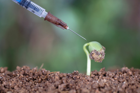 手拿针管准备给绿芽打针