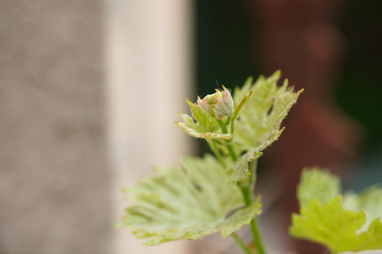 生长的葡萄树芽