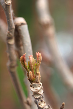 春季户外鲜嫩的香椿芽特写