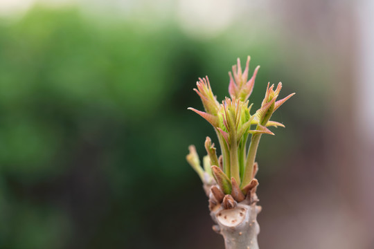 鲜嫩的香椿芽