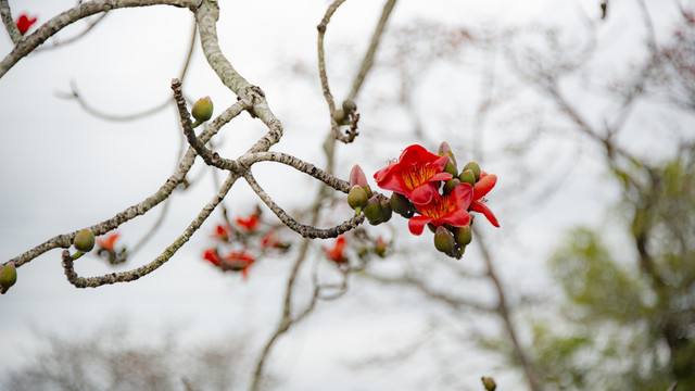 木棉花