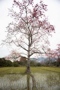 木棉花