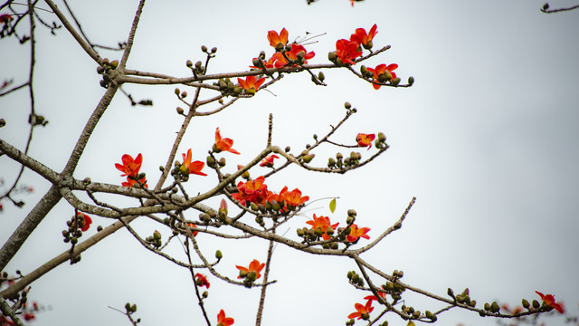 木棉花