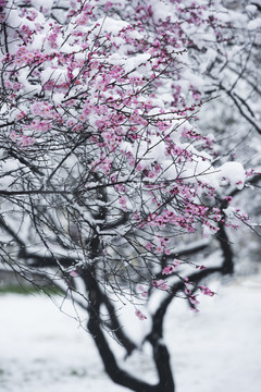 中国湖北武汉东湖梅园梅花雪景