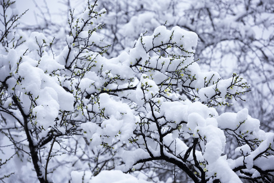 中国湖北武汉东湖梅园梅花雪景