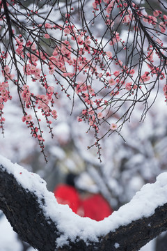 中国湖北武汉东湖梅园梅花雪景