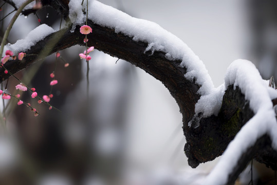 中国湖北武汉东湖梅园梅花雪景