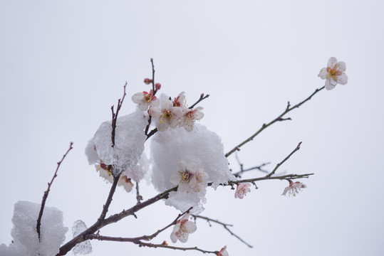 中国湖北武汉东湖梅园梅花雪景