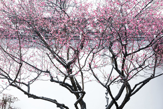 中国湖北武汉东湖梅园梅花雪景