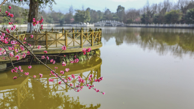 梅花树枝