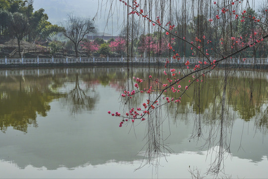 梅花树枝