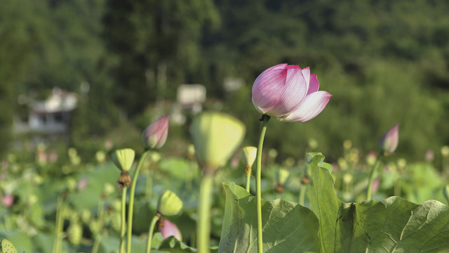 荷花莲蓬花蕾