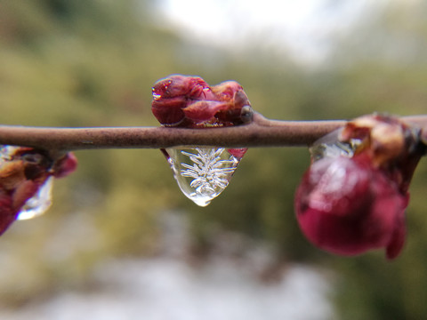 冰花