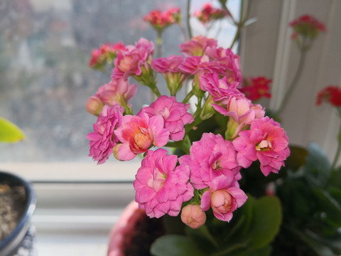 粉色长寿花