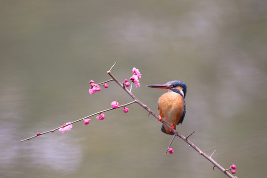 翠鸟