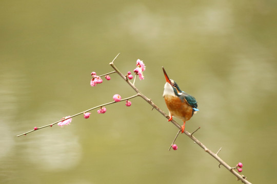 翠鸟