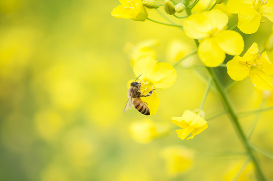 蜜蜂