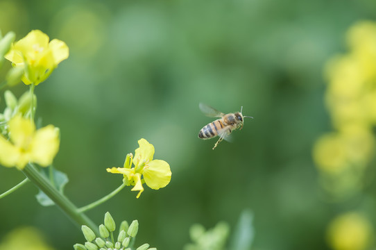 蜜蜂