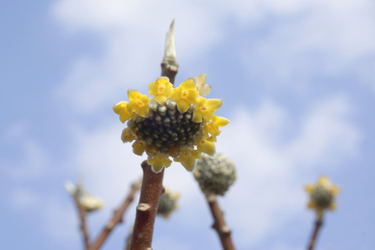 瑞香科植物结香花