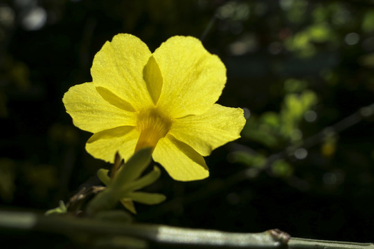 迎春花