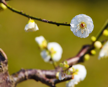 梅花