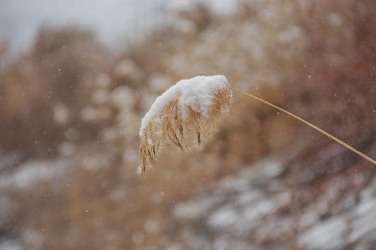 雪中荻花