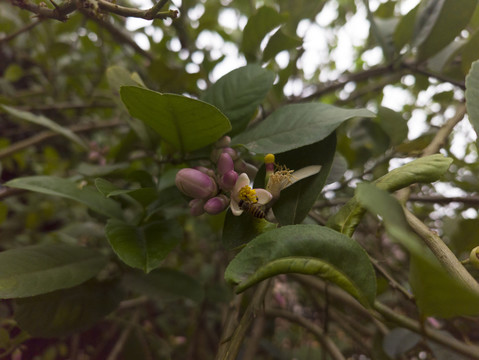 柠檬花小蜜蜂采蜜