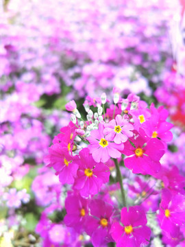 報(bào)春花