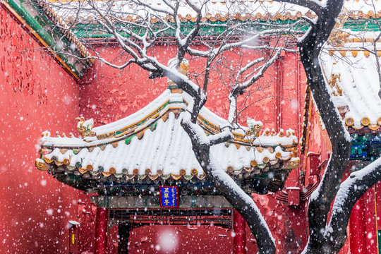 故宫御花园雪景