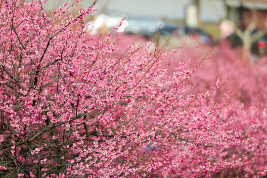 红梅花