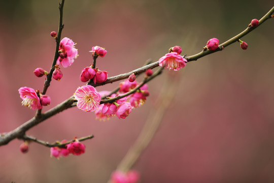 红梅花特写