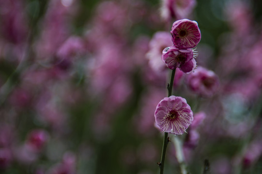 红梅花开