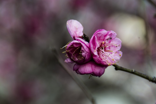 梅花报春