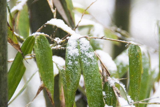 雪中竹叶