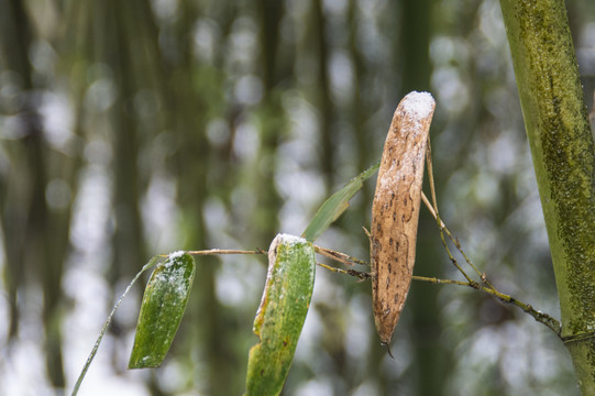 雪中竹叶