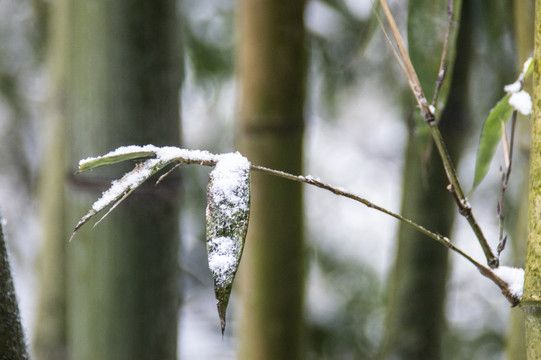 雪中竹叶